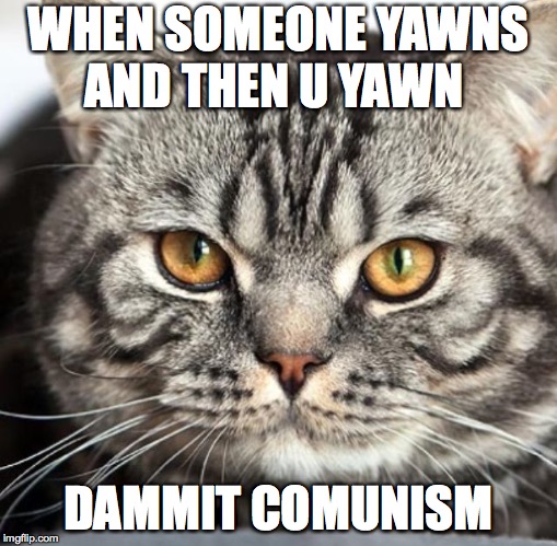 WHEN SOMEONE YAWNS AND THEN U YAWN; DAMMIT COMUNISM | image tagged in cat memes cure cancer now | made w/ Imgflip meme maker
