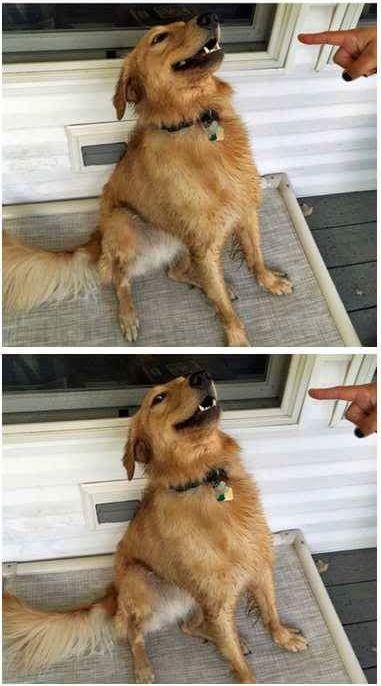 High Quality scolded dog Blank Meme Template