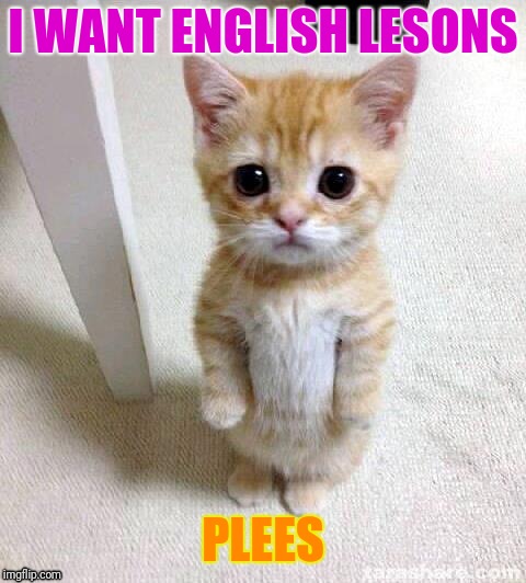 Cute Cat Meme | I WANT ENGLISH LESONS; PLEES | image tagged in memes,cute cat | made w/ Imgflip meme maker