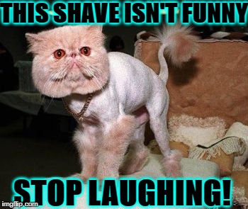 THIS SHAVE ISN'T FUNNY; STOP LAUGHING! | image tagged in bad hairdo | made w/ Imgflip meme maker