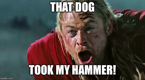 Thor No! | THAT DOG TOOK MY HAMMER! | image tagged in thor no | made w/ Imgflip meme maker