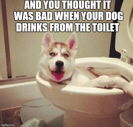  Dog week, May 1-8, a Landon_the_memer and NikkoBellic event!  | AND YOU THOUGHT IT WAS BAD WHEN YOUR DOG DRINKS FROM THE TOILET | image tagged in jbmemegeek,dog week,funny dogs | made w/ Imgflip meme maker