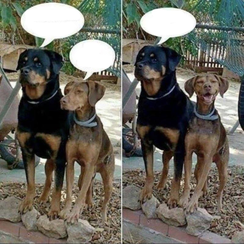 dogs Blank Meme Template