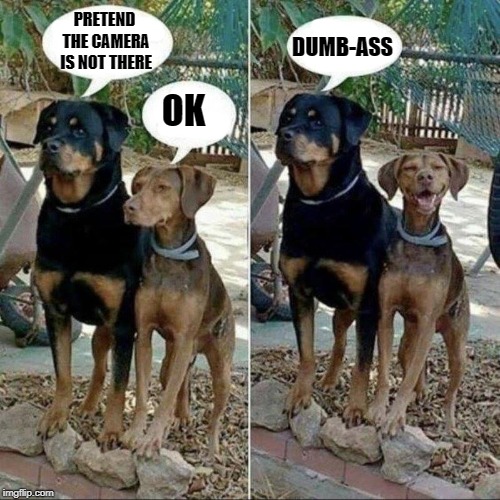 pretend the camera is not there | DUMB-ASS; PRETEND THE CAMERA IS NOT THERE; OK | image tagged in dogs,funny | made w/ Imgflip meme maker