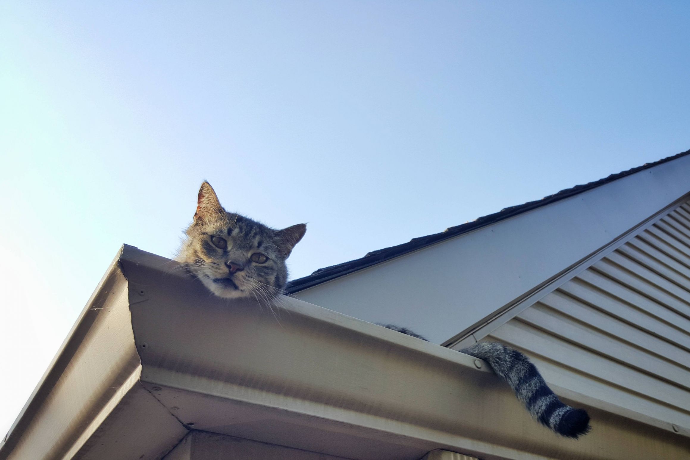 High Quality Hanging out in the gutter Blank Meme Template