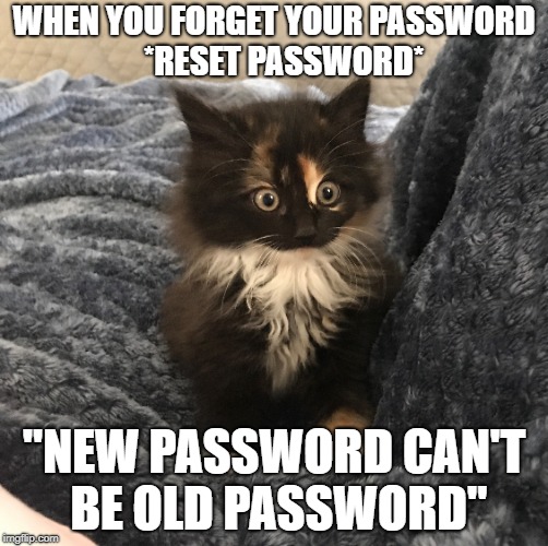 Reset Password | WHEN YOU FORGET YOUR PASSWORD  
*RESET PASSWORD*; "NEW PASSWORD CAN'T BE OLD PASSWORD" | image tagged in password,kitten,funny cats | made w/ Imgflip meme maker