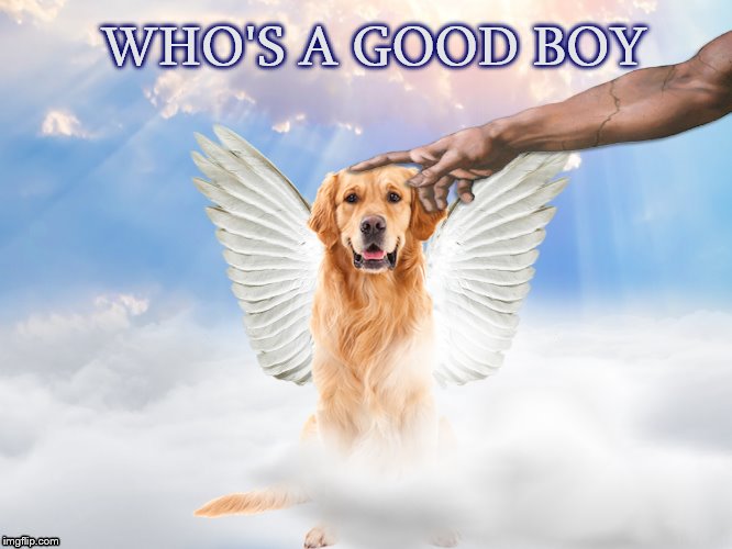 My heaven will be full of dogs :) inspired by a conversation with... i'll giveuahint |  WHO'S A GOOD BOY | image tagged in memes,dogs,heaven,chunky bear,cheerios,hand of god | made w/ Imgflip meme maker