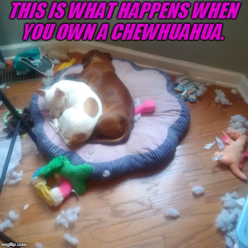 Nothing is safe! The Dachshund is innocent!  (Dog week May 1st to May 8th a Landon_the_memer and NikkoBellic event) | THIS IS WHAT HAPPENS WHEN YOU OWN A CHEWHUAHUA. | image tagged in chew-huahua,nixieknox,dog week,nothing is safe,memes,emphasis on the chew | made w/ Imgflip meme maker