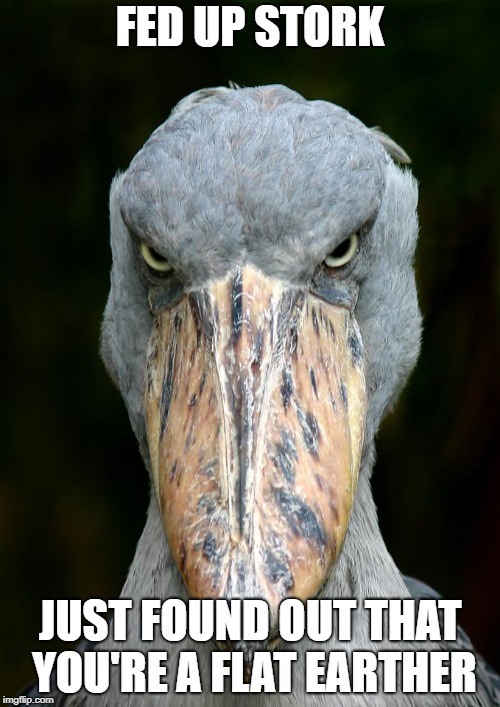 Fed up Stork | FED UP STORK; JUST FOUND OUT THAT YOU'RE A FLAT EARTHER | image tagged in fed up stork | made w/ Imgflip meme maker