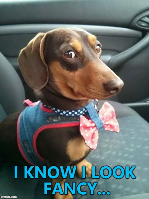 Dog week May 1st to May 8th a Landon_the_memer and NikkoBellic extravaganza... :) | I KNOW I LOOK FANCY... | image tagged in memes,dog week,dogs,animals | made w/ Imgflip meme maker
