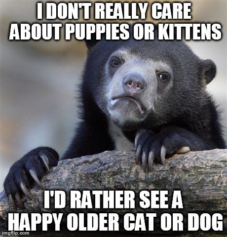 Confession Bear Meme | I DON'T REALLY CARE ABOUT PUPPIES OR KITTENS I'D RATHER SEE A HAPPY OLDER CAT OR DOG | image tagged in memes,confession bear | made w/ Imgflip meme maker
