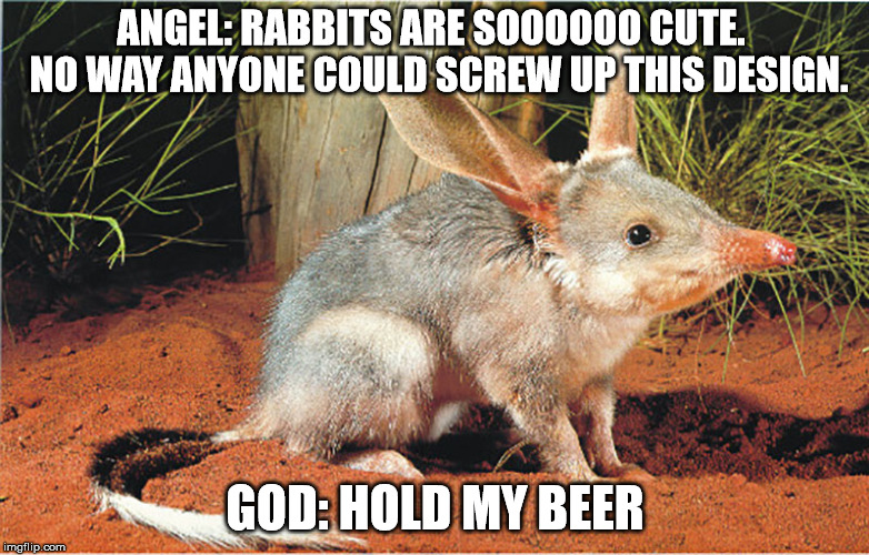 How the Bilby was Created | ANGEL: RABBITS ARE SOOOOOO CUTE.  NO WAY ANYONE COULD SCREW UP THIS DESIGN. GOD: HOLD MY BEER | image tagged in god,bilby,rabbit,hold my beer | made w/ Imgflip meme maker