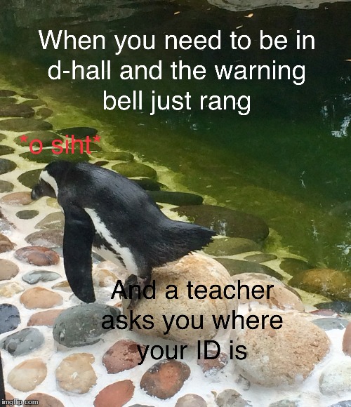 We went to the zoo... | image tagged in school,richardson high school,memes,penguin | made w/ Imgflip meme maker