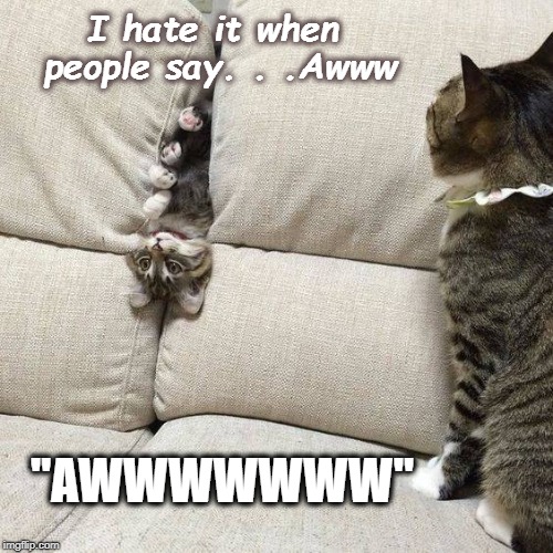 AWWW! | I hate it when people say. . .Awww; "AWWWWWWW" | image tagged in kittens,cats | made w/ Imgflip meme maker