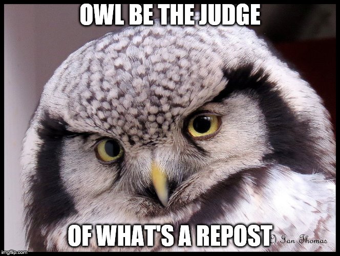 OWL BE THE JUDGE OF WHAT'S A REPOST | made w/ Imgflip meme maker