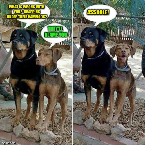 That hammock will be empty for a while | WHAT IS WRONG WITH YOU?  CRAPPING UNDER THEIR HAMMOCK? ASSHOLE! THEY’LL BLAME YOU | image tagged in dogs,memes,hammock,dog poo,blame,bad dog | made w/ Imgflip meme maker