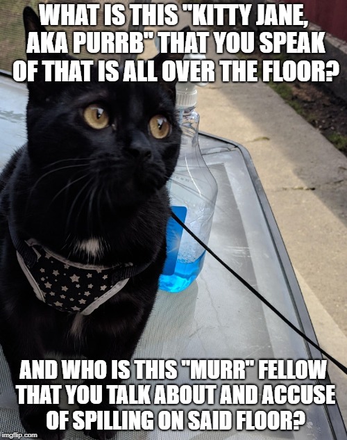 Innocent Murr | WHAT IS THIS "KITTY JANE, AKA PURRB" THAT YOU SPEAK OF THAT IS ALL OVER THE FLOOR? AND WHO IS THIS "MURR" FELLOW THAT YOU TALK ABOUT AND ACCUSE OF SPILLING ON SAID FLOOR? | image tagged in innocent murr | made w/ Imgflip meme maker