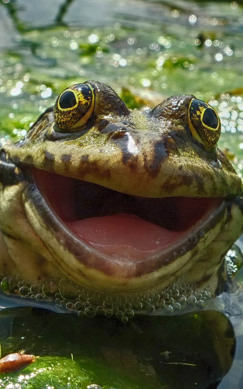 smiling frog Blank Meme Template