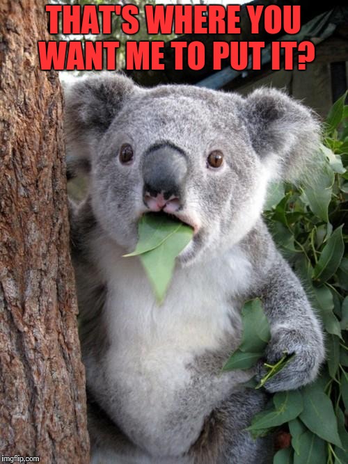 Surprised Koala Meme | THAT'S WHERE YOU WANT ME TO PUT IT? | image tagged in memes,surprised koala | made w/ Imgflip meme maker