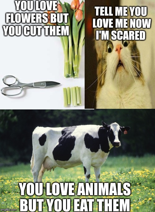 TELL ME YOU LOVE ME NOW I'M SCARED; YOU LOVE FLOWERS BUT YOU CUT THEM; YOU LOVE ANIMALS BUT YOU EAT THEM | image tagged in scared cat | made w/ Imgflip meme maker