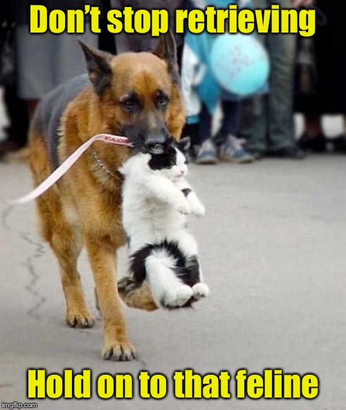 Think “Journey” (Dog Week) | Don’t stop retrieving; Hold on to that feline | image tagged in memes,journey,dont stop believing,dog week | made w/ Imgflip meme maker