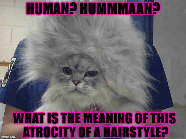 AFRO KITTY | HUMAN? HUMMMAAN? WHAT IS THE MEANING OF THIS ATROCITY OF A HAIRSTYLE? | image tagged in afro kitty | made w/ Imgflip meme maker