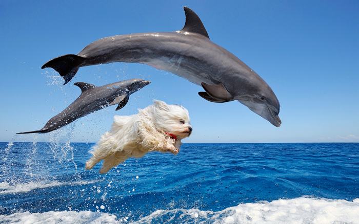 High Quality Dolphin Dog Blank Meme Template