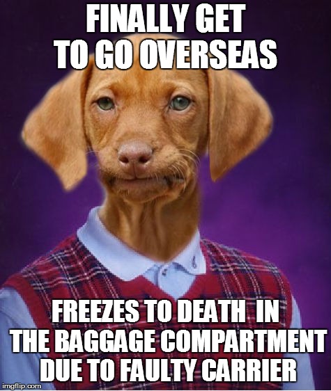 Bad Luck Raydog 
(Dog week May 1-8, a Landon_the_memer and NikkoBellic event | FINALLY GET TO GO OVERSEAS; FREEZES TO DEATH  IN THE BAGGAGE COMPARTMENT DUE TO FAULTY CARRIER | image tagged in bad luck raydog,dog week | made w/ Imgflip meme maker