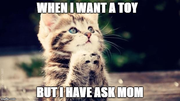 Praying cat | WHEN I WANT A TOY; BUT I HAVE ASK MOM | image tagged in praying cat | made w/ Imgflip meme maker