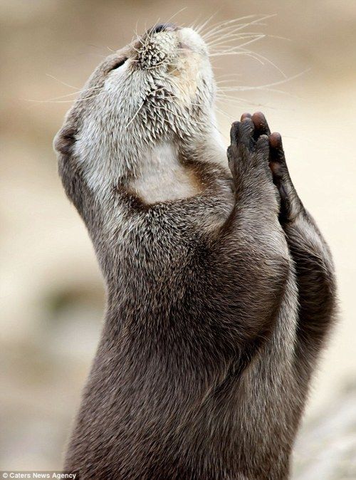 Otter praying Blank Meme Template