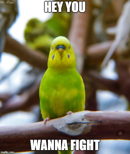 HEY YOU; WANNA FIGHT | image tagged in birb,fight,hey you,wannabe,hardcore | made w/ Imgflip meme maker