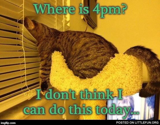 Impatient Cat | Where is 4pm? I don't think I can do this today... | image tagged in impatient cat | made w/ Imgflip meme maker