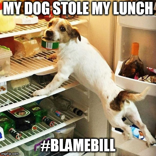 MY DOG STOLE MY LUNCH; #BLAMEBILL | image tagged in raidin' the fridge | made w/ Imgflip meme maker