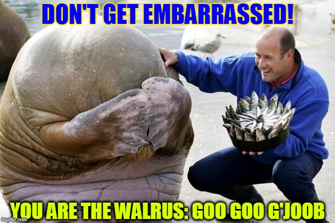 For Me... a Fish Bouquet?! And I didn't get you anything. | DON'T GET EMBARRASSED! YOU ARE THE WALRUS: GOO GOO G'JOOB | image tagged in vince vance,embarrassed walrus,fish bouquet,the beatles,i am the walrus,funny animals | made w/ Imgflip meme maker