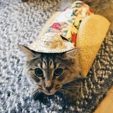 tacocat Blank Meme Template