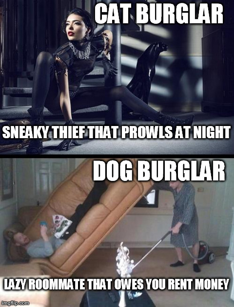 cat burglar vs. dog burglar | image tagged in funny | made w/ Imgflip meme maker
