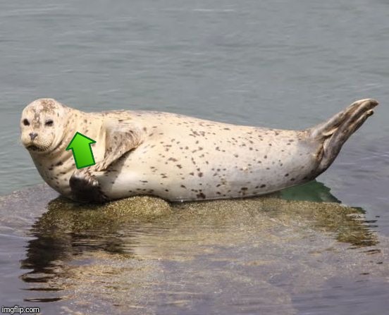 Cute seal pup | image tagged in cute seal pup | made w/ Imgflip meme maker