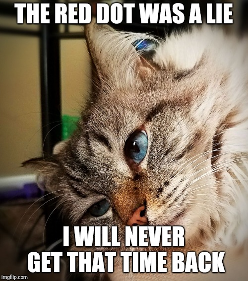 THE RED DOT WAS A LIE; I WILL NEVER GET THAT TIME BACK | image tagged in crippling depression cat | made w/ Imgflip meme maker
