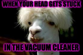 bad hair day llama | WHEN YOUR HEAD GETS STUCK; IN THE VACUUM CLEANER | image tagged in bad hair day llama | made w/ Imgflip meme maker