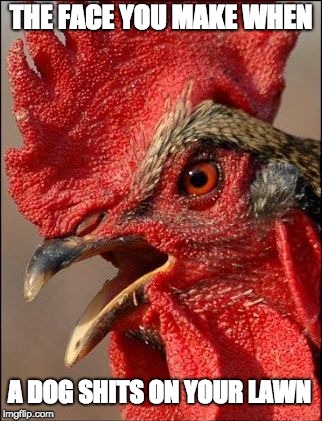 Roger the Rooster | THE FACE YOU MAKE WHEN; A DOG SHITS ON YOUR LAWN | image tagged in rooster | made w/ Imgflip meme maker