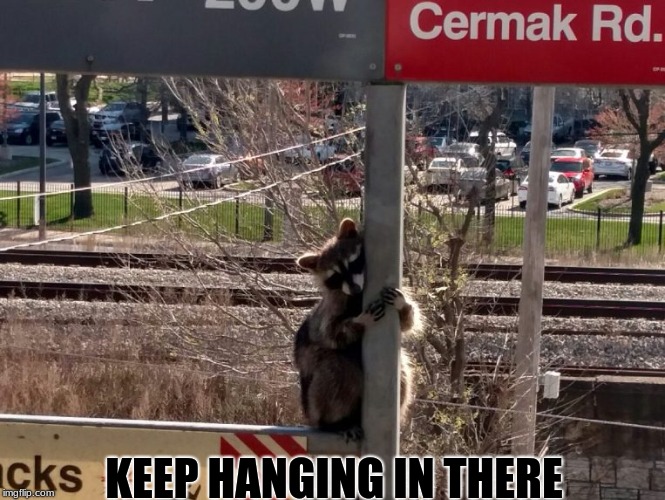 Somedays I feel like this raccoon. | KEEP HANGING IN THERE | image tagged in raccoon,hang on,memes,funny | made w/ Imgflip meme maker