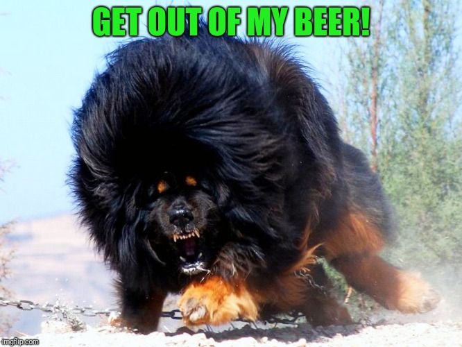 Fluffy wuffy | GET OUT OF MY BEER! | image tagged in fluffy wuffy | made w/ Imgflip meme maker