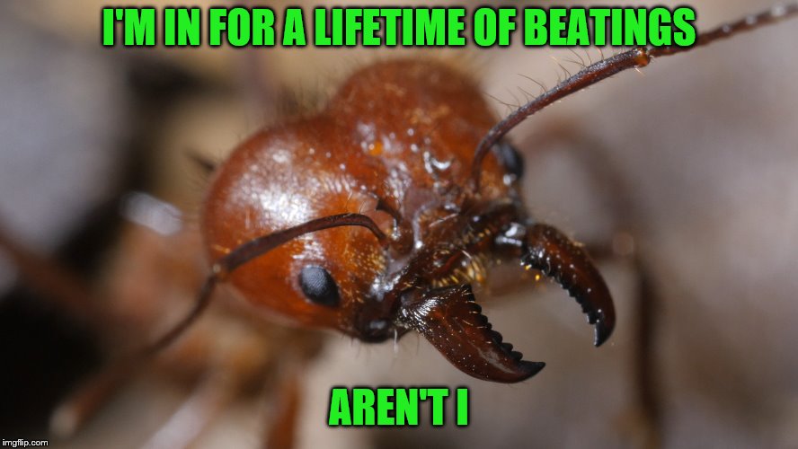 I'M IN FOR A LIFETIME OF BEATINGS AREN'T I | made w/ Imgflip meme maker