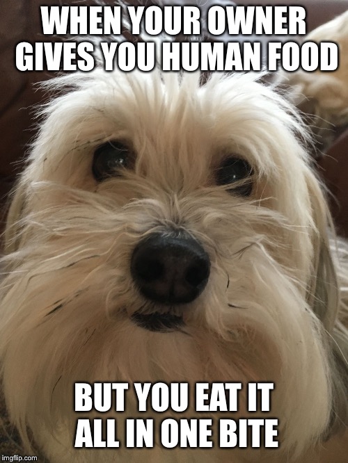 WHEN YOUR OWNER GIVES YOU HUMAN FOOD; BUT YOU EAT IT ALL IN ONE BITE | image tagged in kinda happy dog | made w/ Imgflip meme maker