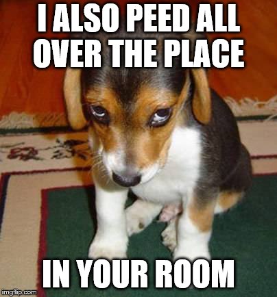 I ALSO PEED ALL OVER THE PLACE IN YOUR ROOM | made w/ Imgflip meme maker