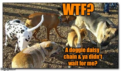 WTF? A doggie daisy chain & ya didn’t wait for me? | made w/ Imgflip meme maker