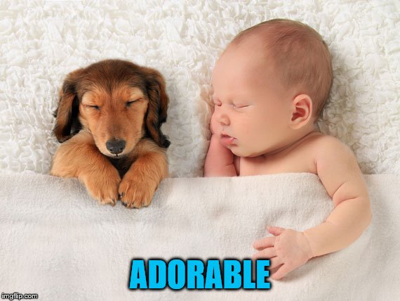 ADORABLE | made w/ Imgflip meme maker