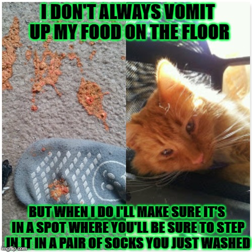 All 95+ Images Types Of Cat Vomit Pictures Full HD, 2k, 4k 12/2023