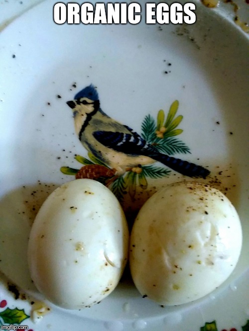 ORGANIC EGGS | image tagged in bird eggs | made w/ Imgflip meme maker