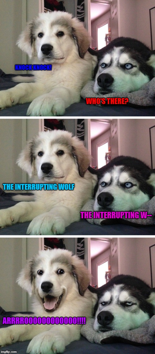 Bad pun dogs | KNOCK KNOCK! WHO'S THERE? THE INTERRUPTING WOLF; THE INTERRUPTING W--; ARRRROOOOOOOOOOOO!!!! | image tagged in bad pun dogs,wolves,knock knock dogs | made w/ Imgflip meme maker